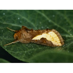 /filer/webapps/moths/media/images/O/orichalcea_Thysanoplusia_A_Roland_01_XJEhI2R.jpg
