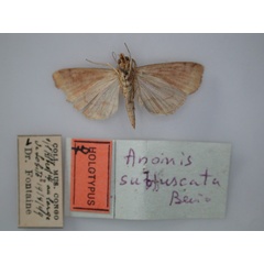 /filer/webapps/moths/media/images/S/subfuscata_Anomis_HT_RMCA_02.jpg