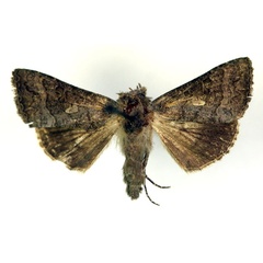 /filer/webapps/moths/media/images/M/microstigma_Plusia_A_RMCA.jpg