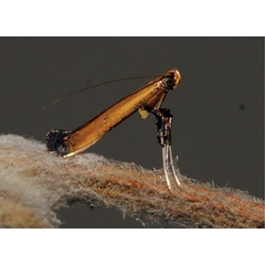 /filer/webapps/moths/media/images/C/cataractias_Caloptilia_A_Triberti-etal_2024_31.jpg