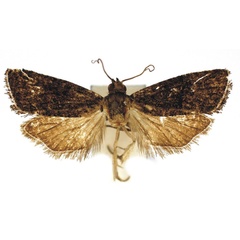 /filer/webapps/moths/media/images/A/adidacta_Thaumatotibia_HT_Bassi.jpg