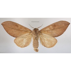 /filer/webapps/moths/media/images/E/exusta_Brachychira_AF_MGCLb_01.JPG
