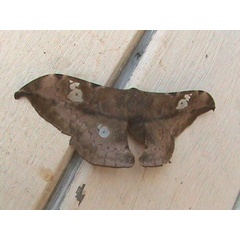 /filer/webapps/moths/media/images/T/tristis_Orthogonoptilum_AF_Guyonnet.jpg