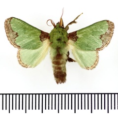 /filer/webapps/moths/media/images/V/viridissima_Parasa_AM_BMNH.jpg