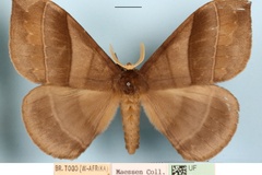 Rhodopteriana obscura