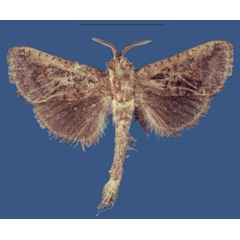 /filer/webapps/moths/media/images/P/petermuriithii_Kayamuhakaia_HT_RMCA.jpg