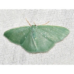 /filer/webapps/moths/media/images/P/panchlora_Prasinocyma_A_Braun_gu3Srrp.jpg