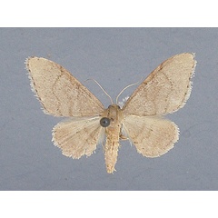 /filer/webapps/moths/media/images/F/flamingo_Idaea_AM_TMSA.jpg
