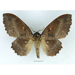 /filer/webapps/moths/media/images/B/brunnea_Mimopacha_AF_Basquin.jpg