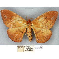 /filer/webapps/moths/media/images/V/vulpina_Copaxa_HT_BMNH.jpg