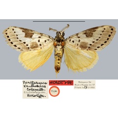 /filer/webapps/moths/media/images/X/xanthoselas_Porthesaroa_HT_MNHN.jpg