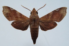 Temnora fumosa chanudeti