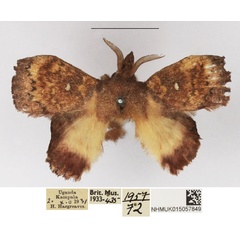 /filer/webapps/moths/media/images/C/crenulata_Leipoxais_AM_NHMUK_01.jpg