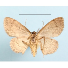 /filer/webapps/moths/media/images/C/crescentifera_Discomiosis_A_MGCLb_01.jpg