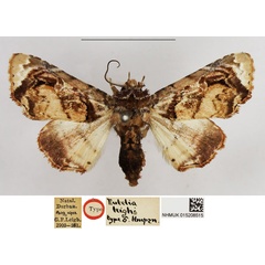 /filer/webapps/moths/media/images/L/leighi_Eutelia_HT_NHMUK.jpg