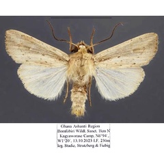 /filer/webapps/moths/media/images/C/curvula_Leucania_AM_Stadie.jpg