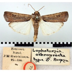 /filer/webapps/moths/media/images/O/ochroprocta_Lophotarsia_HT_BMNH.jpg