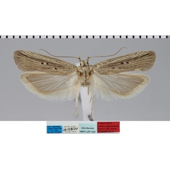 /filer/webapps/moths/media/images/N/nigrovenata_Nothris_MPT_MfN.jpg