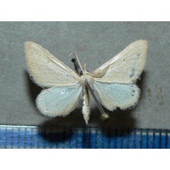 /filer/webapps/moths/media/images/P/paulula_Pseudosterrha_A_Goff.jpg