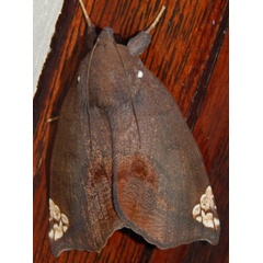 /filer/webapps/moths/media/images/D/dasybasis_Achaea_A_Grobler_BVFNoK6.jpg
