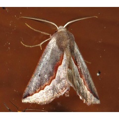 /filer/webapps/moths/media/images/S/subroseoides_Drepanogynis_A_Braun_04.jpg