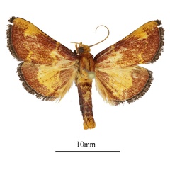/filer/webapps/moths/media/images/F/flavirubralis_Zitha_AM_ANHRTa.JPG