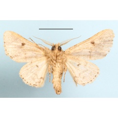/filer/webapps/moths/media/images/F/fasciata_Thiacidas_A_MGCLb_01.JPG