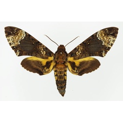 /filer/webapps/moths/media/images/F/fulvinotata_Coelonia_AF_Basquin_01.jpg