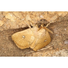 /filer/webapps/moths/media/images/C/clarissa_Hamartia_AM_Heyns_01.jpg