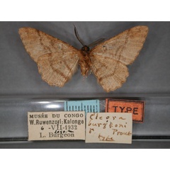 /filer/webapps/moths/media/images/B/burgeoni_Colocleora_HT_RMCA_02.jpg