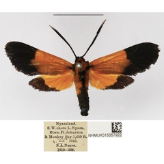 /filer/webapps/moths/media/images/H/hemichrysa_Netrocera_AM_NHMUK_01.jpg