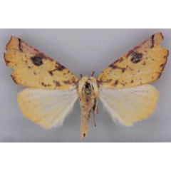 /filer/webapps/moths/media/images/P/propinqua_Terpnostola_PT_TMSA.jpg