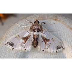 /filer/webapps/moths/media/images/O/orbonalis_Leucinodes_A_Voaden.jpg