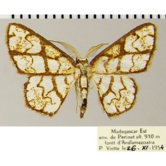 /filer/webapps/moths/media/images/V/volutisignata_Chrysocraspeda_AM_ZSMa.jpg