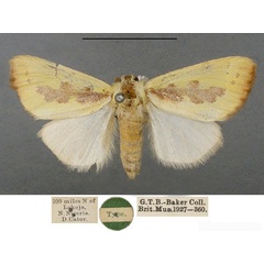 /filer/webapps/moths/media/images/D/delicata_Antheua_HT_NHMUK.jpg