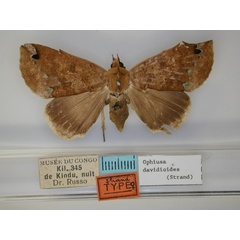 /filer/webapps/moths/media/images/D/davidioides_Ophiusa_HT_RMCA_01.jpg