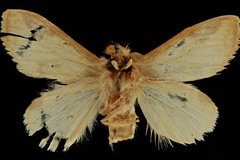 Desmeocraera tenera