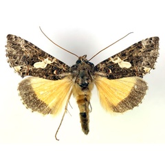 /filer/webapps/moths/media/images/E/exquisita_Thysanoplusia_A_RMCA_02.jpg