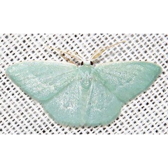 /filer/webapps/moths/media/images/C/capensis_Comostolopsis_A_Braun_05.jpg