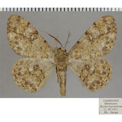 /filer/webapps/moths/media/images/L/longifibulata_Cleora_AM_ZSM_01.jpg