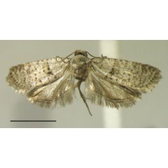 /filer/webapps/moths/media/images/G/gabonensis_Homadaula_PTM_MfN.jpg