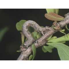 /filer/webapps/moths/media/images/P/patulata_Aphilopota_C_Roland_02.jpg