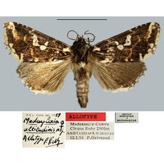 /filer/webapps/moths/media/images/A/altitudinis_Madeuplexia_AT_MNHN.jpg