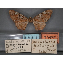 /filer/webapps/moths/media/images/K/katangae_Omphalucha_HT_RMCA_01.jpg