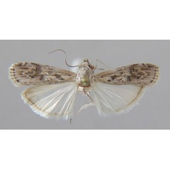 /filer/webapps/moths/media/images/P/polygraphella_Therpsiocora_AF_MfN.jpg