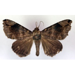 /filer/webapps/moths/media/images/P/palpalis_Bastilla_AM_RMCA.jpg