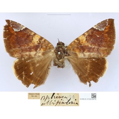 /filer/webapps/moths/media/images/A/albifimbria_Ophiusa_HT_BMNH_goHbM6S.jpg