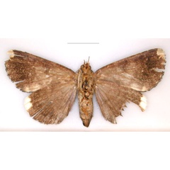 /filer/webapps/moths/media/images/A/alboapicata_Tolna_HT_RMCA_02_IYOA1NS.jpg