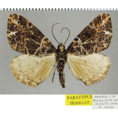 /filer/webapps/moths/media/images/C/clathrata_Xylopteryx_PTM_ZSM.jpg