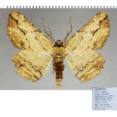 /filer/webapps/moths/media/images/J/jansei_Menophra_AM_ZSM.jpg